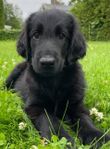 Flatcoated Retriever valpar flyttklara