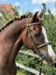 Snygg welsh cob valack med potential