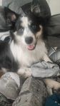 border collie/omplacering hund 