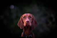 Ungersk Vizsla valpar