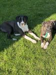 cane corso american bully mix