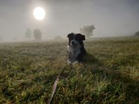 Border collie 