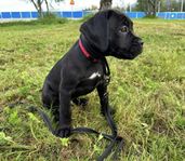 Cane Corso-valp