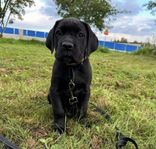 Cane Corso-valp