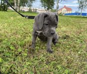 Cane Corso-valp