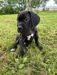 Cane Corso-valp