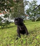 Cane Corso-valp