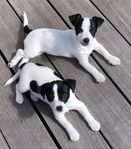 SKK-reg JACK RUSSELL tik 13v