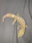 Gecko 