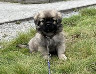 Tibetansk spaniel valpar