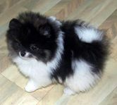 Parti color pomeranian väntas! Ej SKK