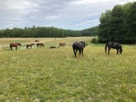 stallplats/ boxplats i Huddinge 