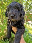 Labradoodle, goldendoodle, doubledoodlevalp