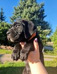 Cane Corso valp 