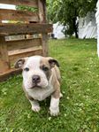 American bully valpar