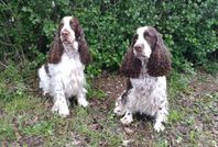 Engelsk Springer Spaniel valpar väntas