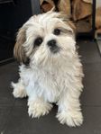 Shih Tzu blandras valpar