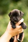 Staffordshire bullterrier hanvalp