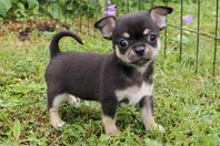 Fem SKK-reg. Chihuahua valpar (m. stamtavla)