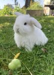 Mini lop / Miniature lop