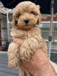 cavapoo hane