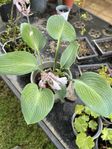 hosta funkia