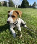 Jack russel valp