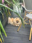 pomeranian 