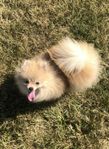 Renrasig pomeranian hanevalp