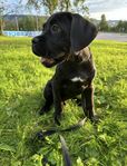 Cane Corso Valpar