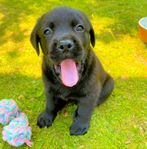 Labrador hund valpar / Rottador (Rottweiler & Labrador mix) 