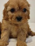 Cavapoo