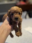 Cavapoo valpar