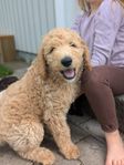 leveransklar labradoodle