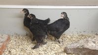 5 veckor gamla Maran-kycklingar 