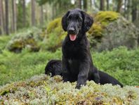 Flatcoated retriever valpar 12v LEVERANSKLARA!