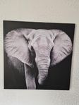 Canvas elefant