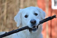 Omplacering Golden Retriver