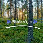 Blåbär 