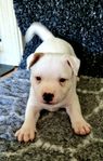 Staffordshire bullterrier 