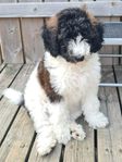 multigeneration labradoodle 