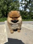 Pomeranian hane