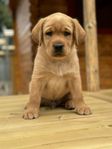 Foxred Labrador valpar 