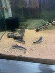 Baby whale catfish (Cetopsis coecutiens)