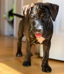 Leveransklar American Bully/Cane Corso valp (hane) 