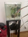 akvarium 30 liter med filter och cirka 50 guppy
