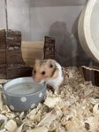 Hamster + bur med tillbehör 