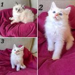 Gulliga Ragdoll-Neva Masquerade-Angora kattungar 