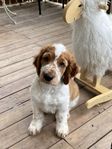 Welsh springer spaniel