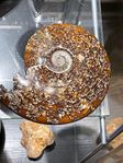 Ammonite "Calcite & Aragonite"-Cleoniceras Specimen